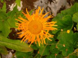 2013-08-18_Regina-F-Rau_Schachen_Blumen  (112).JPG